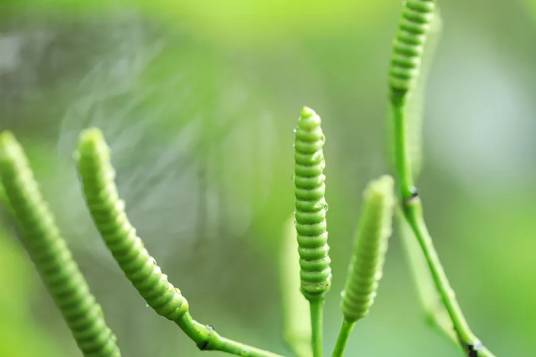 买麻藤（买麻藤科买麻藤属植物）