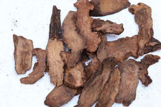 阿拉善肉苁蓉