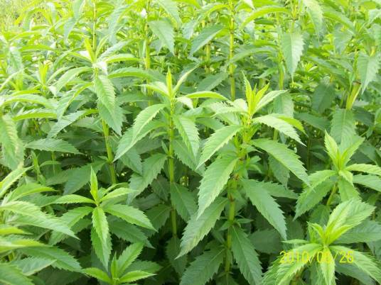 地笋（唇形科地笋属植物）