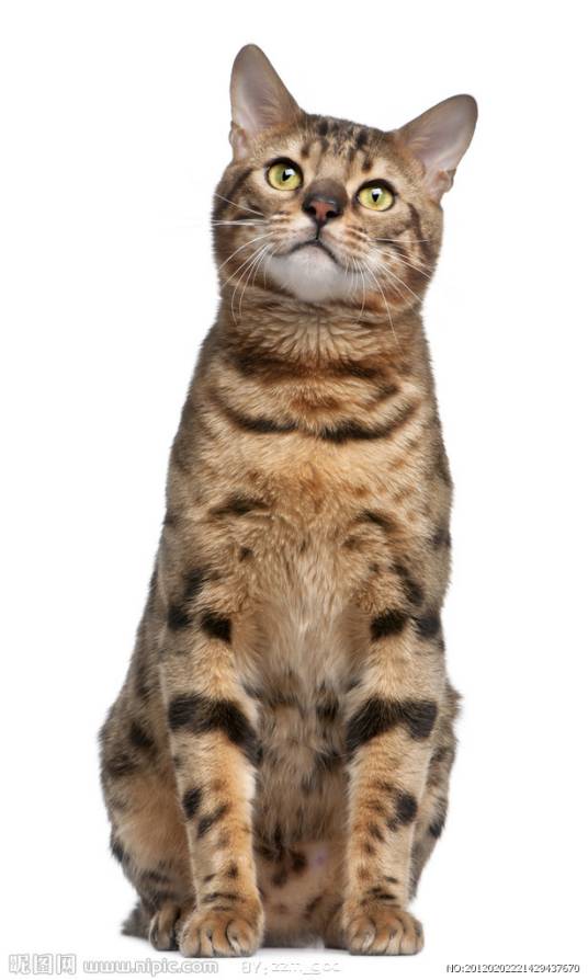 欧洲短毛猫