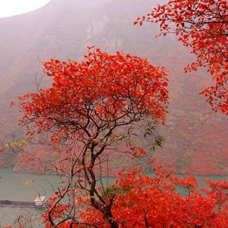 巫山红叶