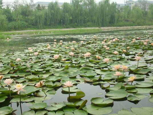 水生花卉（观赏植物）