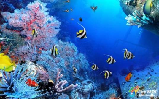 热带鱼水族箱屏幕保护程序