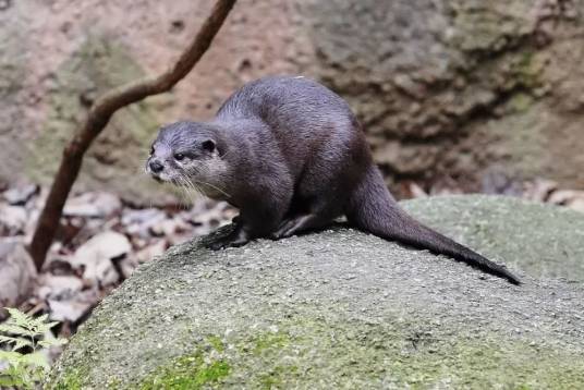 亚洲小爪水獭