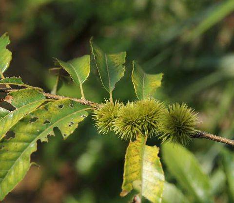 茅栗（壳斗科栗属植物）