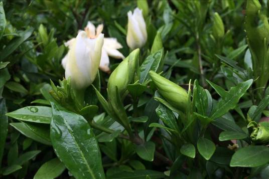 水栀子（茜草科栀子属植物）