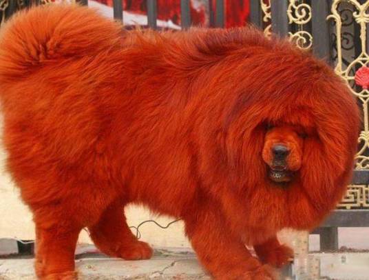 纯红藏獒