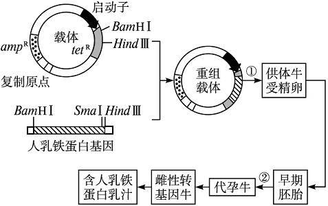 动物乳腺生物反应器