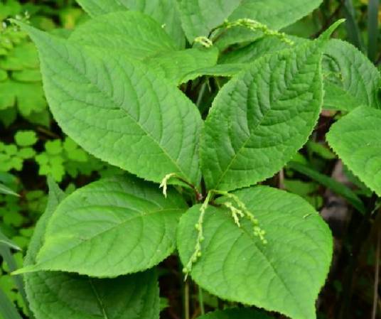银线草（金粟兰科金粟兰属植物）