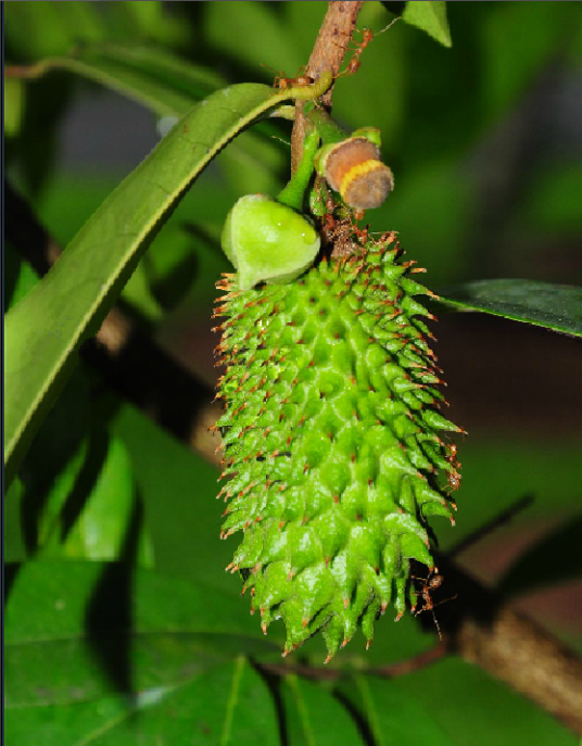 刺果番荔枝