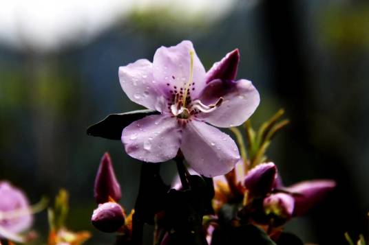 马银花（杜鹃花科杜鹃花属植物）