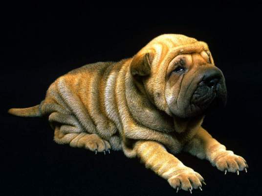 中国沙皮犬