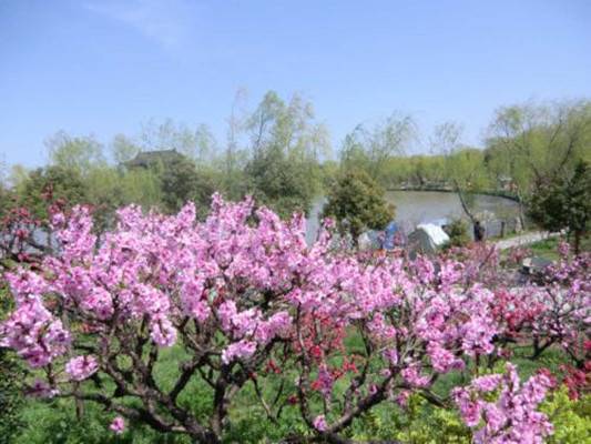 南汇桃花节