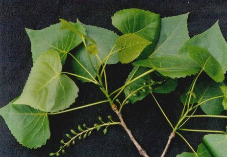 响叶杨（杨柳科杨属植物）