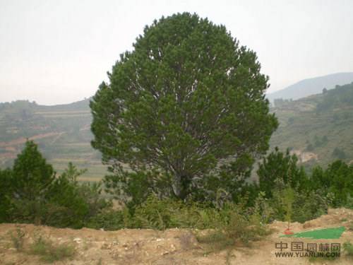 陕西白皮松