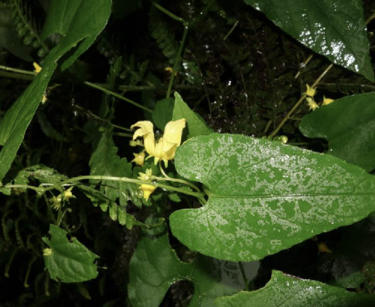 赤瓟（葫芦科赤瓟属植物）