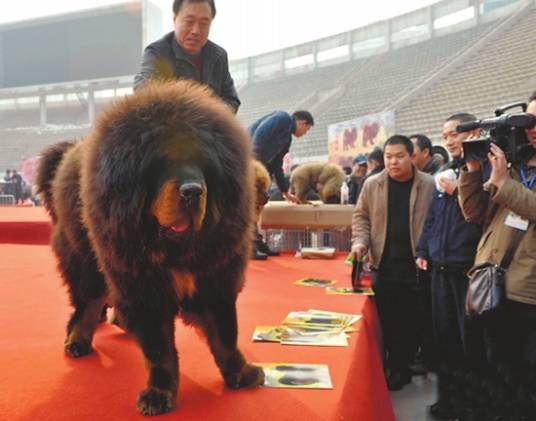 全国精品藏獒交易博览会