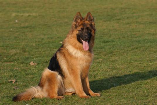 中国长毛狼犬