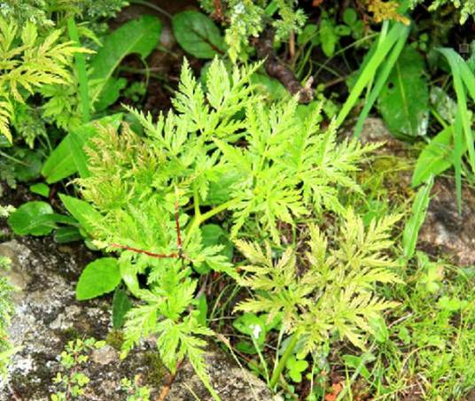 羌活（伞形科羌活属植物）