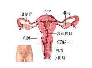 阴道后穹窿触痛