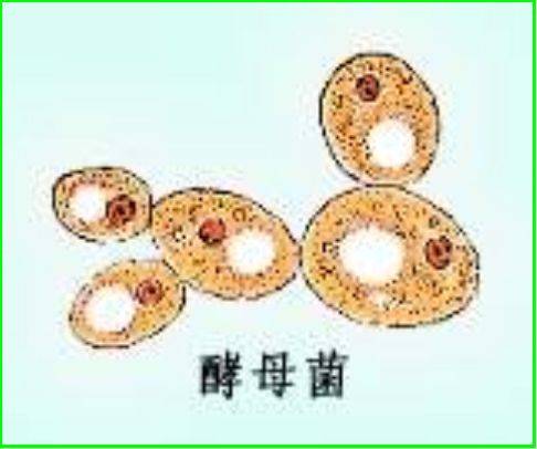 酵母菌属