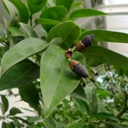 桂（植物）