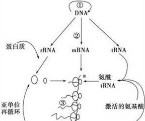 植物总蛋白提取