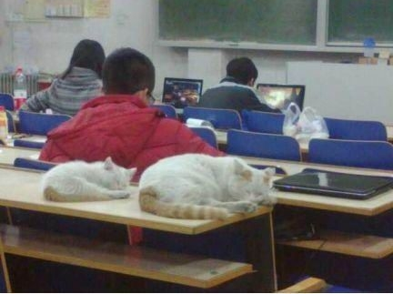 贪睡母女猫