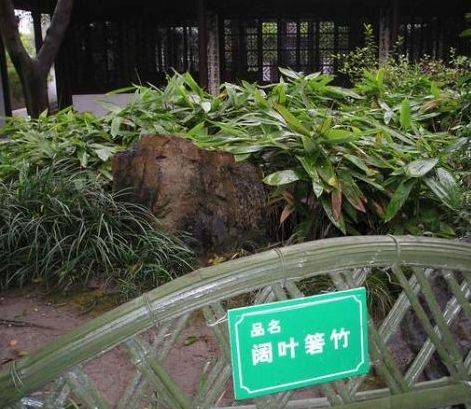 黄山库-阔叶箬竹