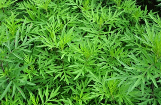 芦（植物）