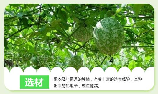 长兴吊瓜