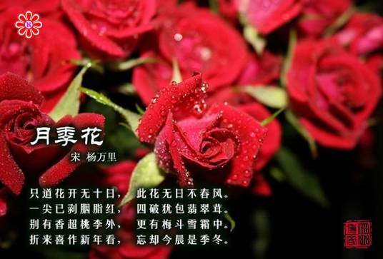 月季花（诗词选赏）