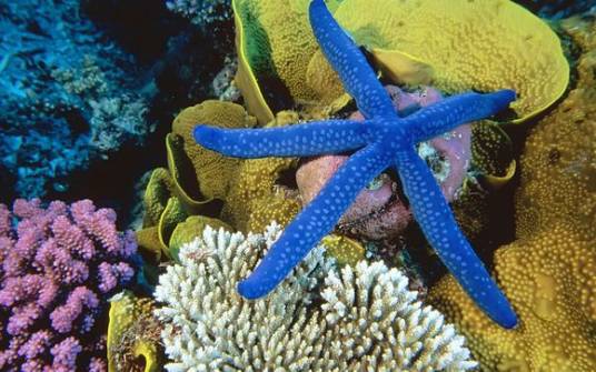 海洋底栖生物