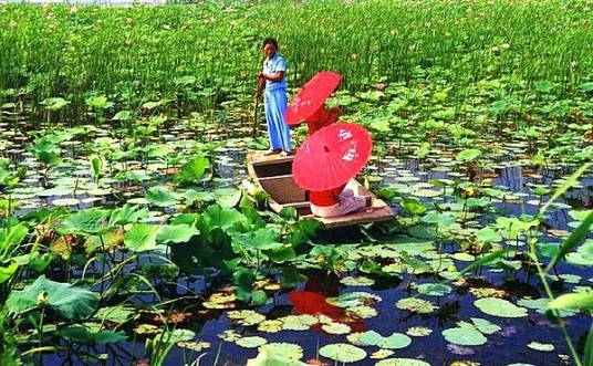 淮安荷花荡