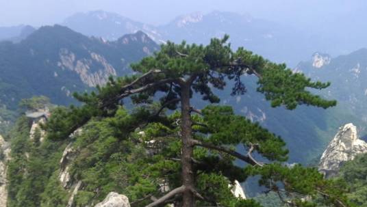 迎客松（河南尧山景区迎客松）