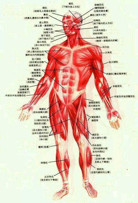 肌肉群