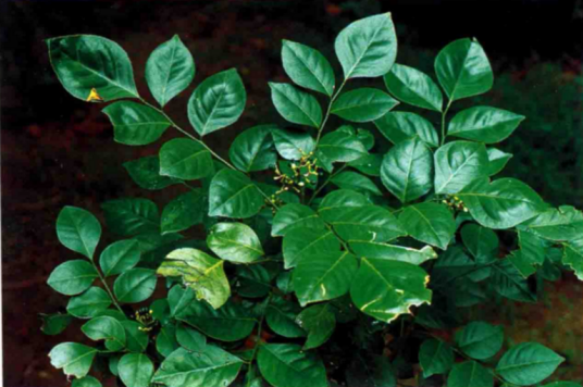 广西九里香（芸香科九里香属植物）