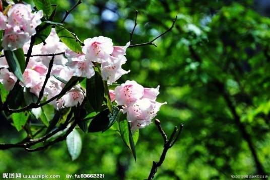 五月花（五月花号公约）