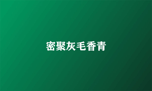 密聚灰毛香青