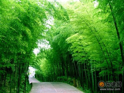 班竹（观赏性竹子）