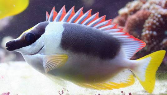 红鳍狐狸鱼