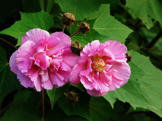 成都市花市树