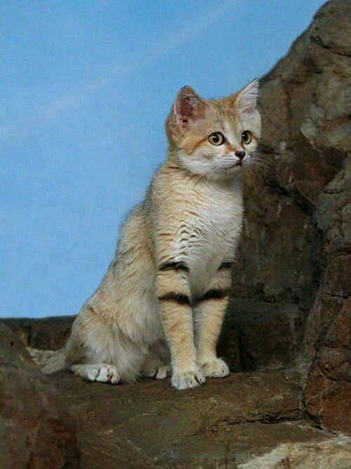 沙丘猫巴基斯坦亚种