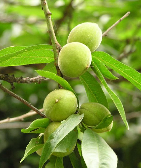 桃子（中药）