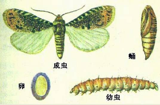 大豆食心虫
