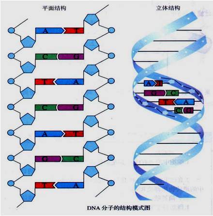 DNA结构