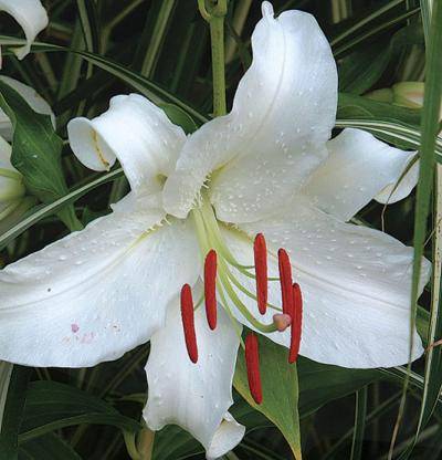 卡萨布兰卡（百合科百合属植物）