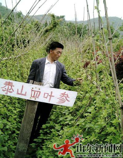 泰山四叶参