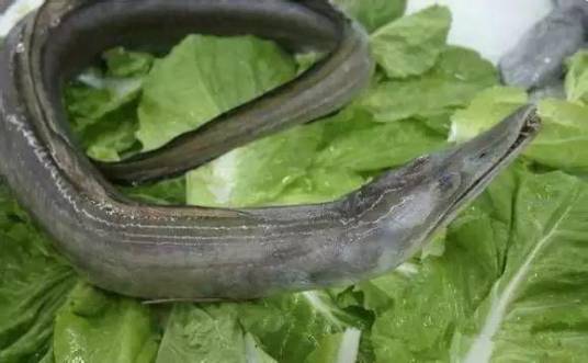 海鳗鲡