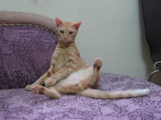 加拉猫